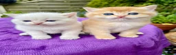British Shorthair cats for sale: Golden, Golden Colourpoint & Silver Tipped - Advert 6