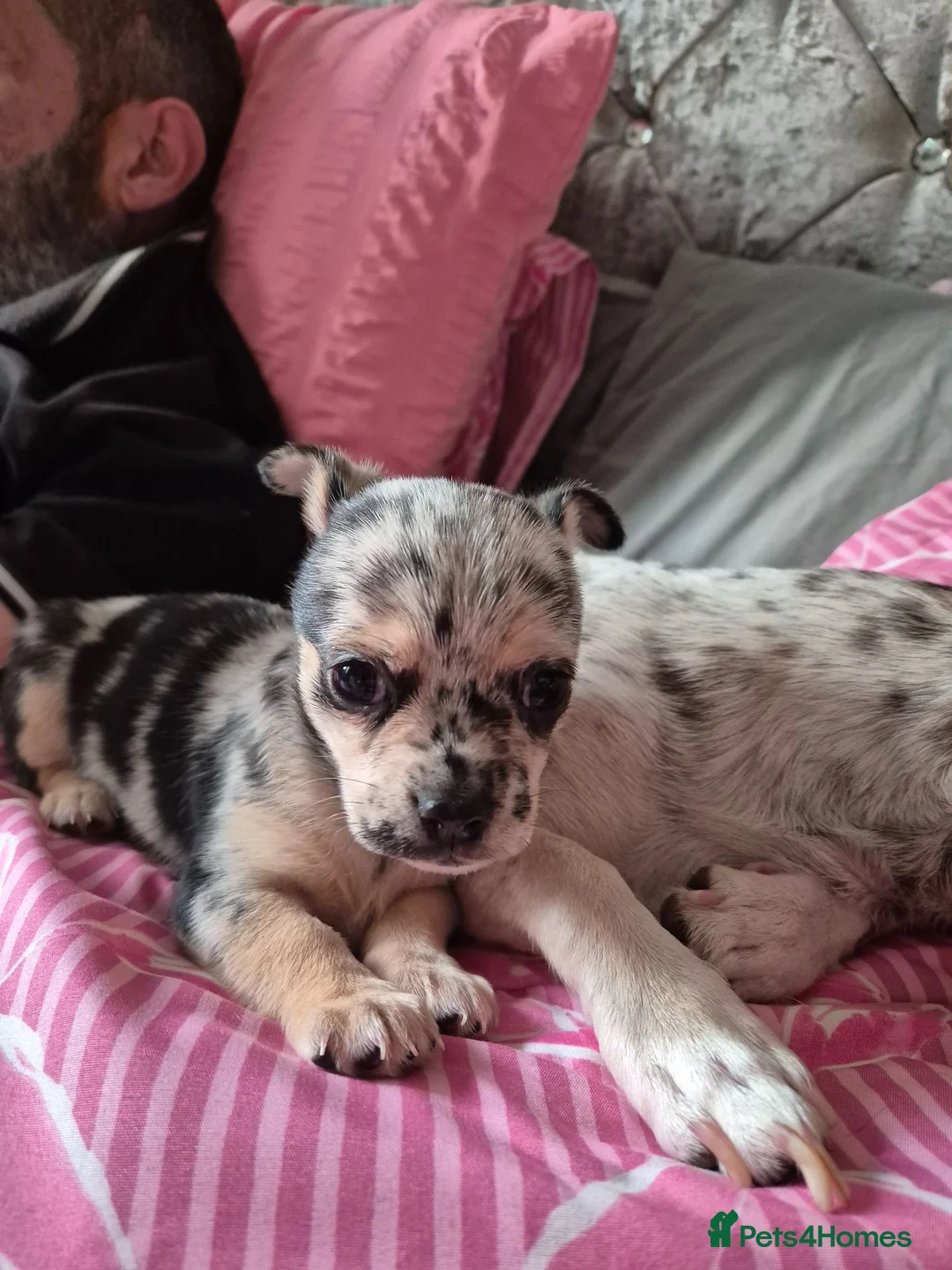 Chihuahua dogs for sale: Rare Tri Merle Chihuahua Girl  - Advert 2
