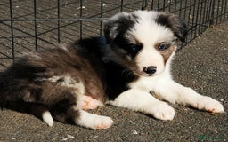 Border Collie dogs for sale: Stunning Fluffy Border Collies Puppies for Sale - Image 29