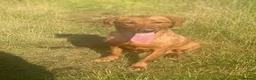 Labrador Retriever dogs for sale: Labrador pups  - Advert 6