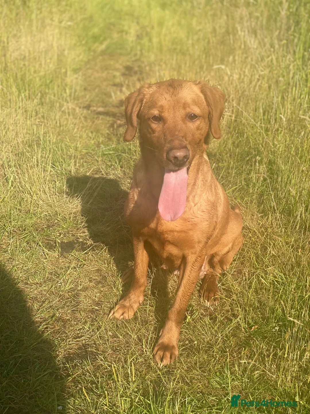 Labrador Retriever dogs for sale: Labrador pups  - Advert 6