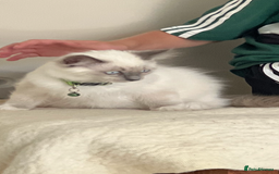 Ragdoll cats for sale: Blue mitted and bicolour ragdolls - Image 32