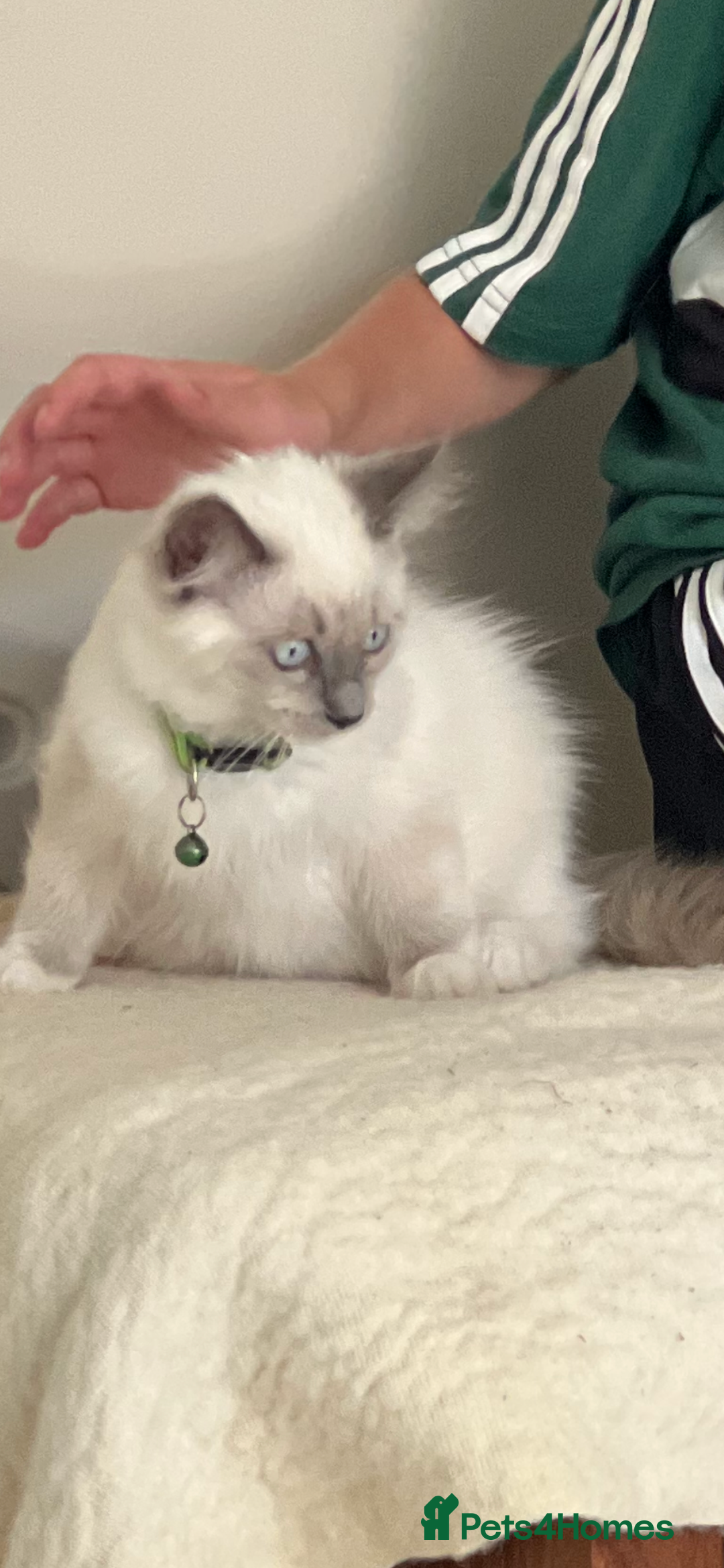 Ragdoll cats for sale: Blue mitted and bicolour ragdolls - Image 32