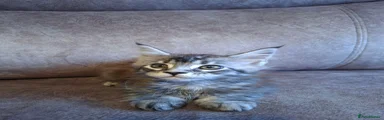 Maine Coon 1