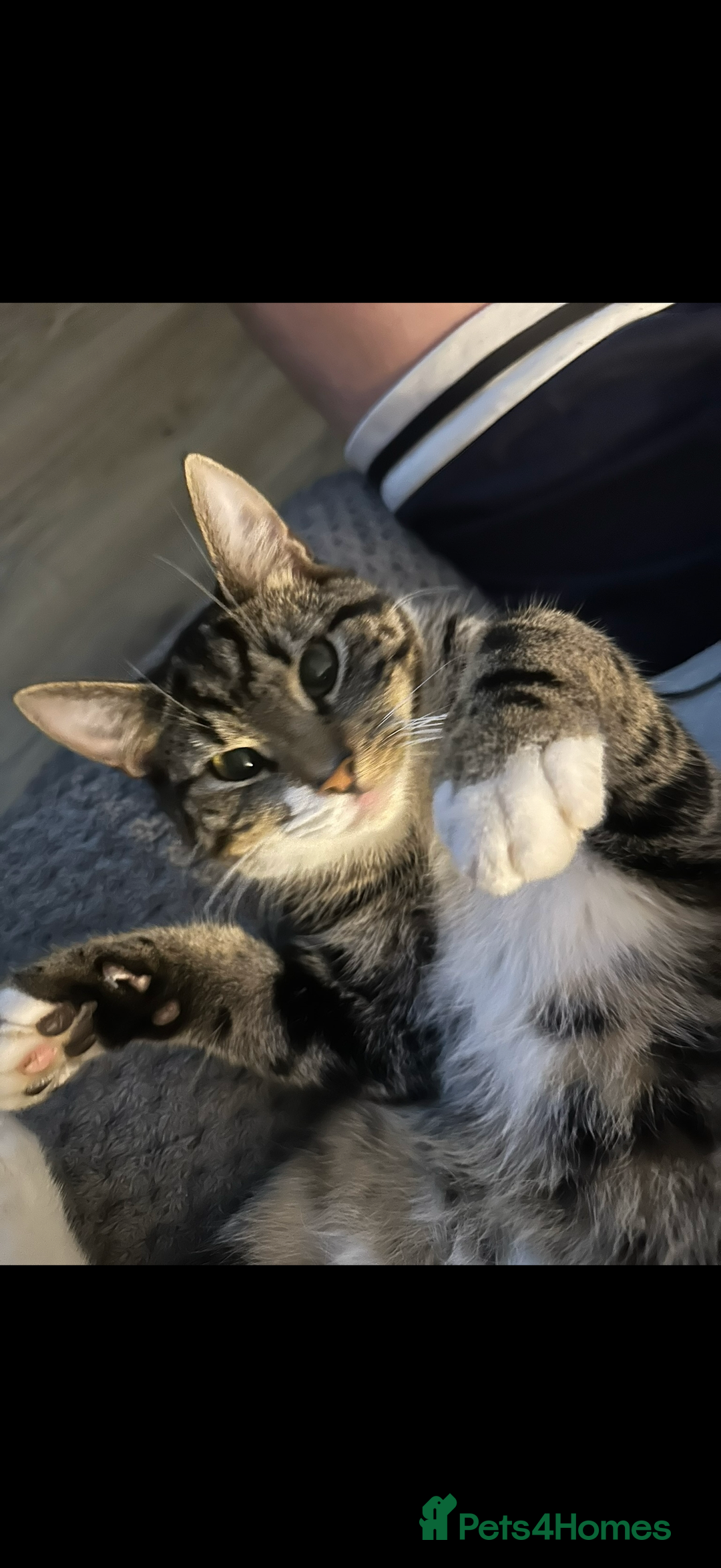 Domestic Shorthair cats for sale: Bailey - Advert 4