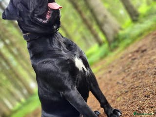 Cane Corso dogs Beautiful cane corso puppies - Advert 6