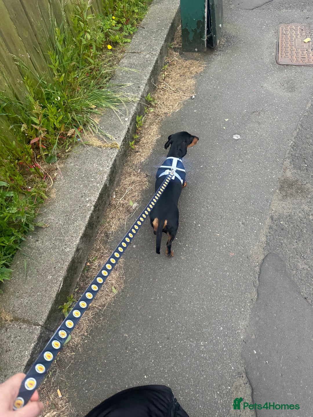 Miniature Dachshund dogs for sale: Mini dachshund for rehome - Advert 4