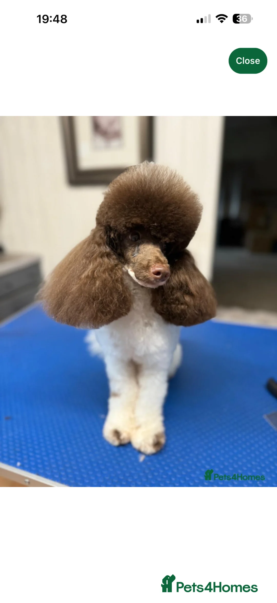 Maltipoo dogs for sale: 4 gorgeous Maltipoo pups for sale. Ready to leave - Advert 15