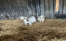 Goats livestock for sale: Wether Saanen x Kids - Advert 1