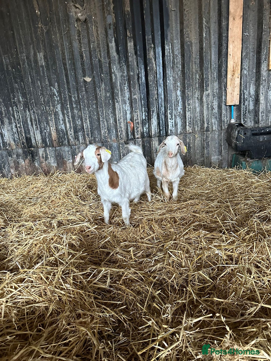 Goats livestock for sale: Wether Saanen x Kids - Advert 1