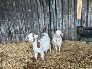 Goats livestock Wether Saanen x Kids - Advert 5