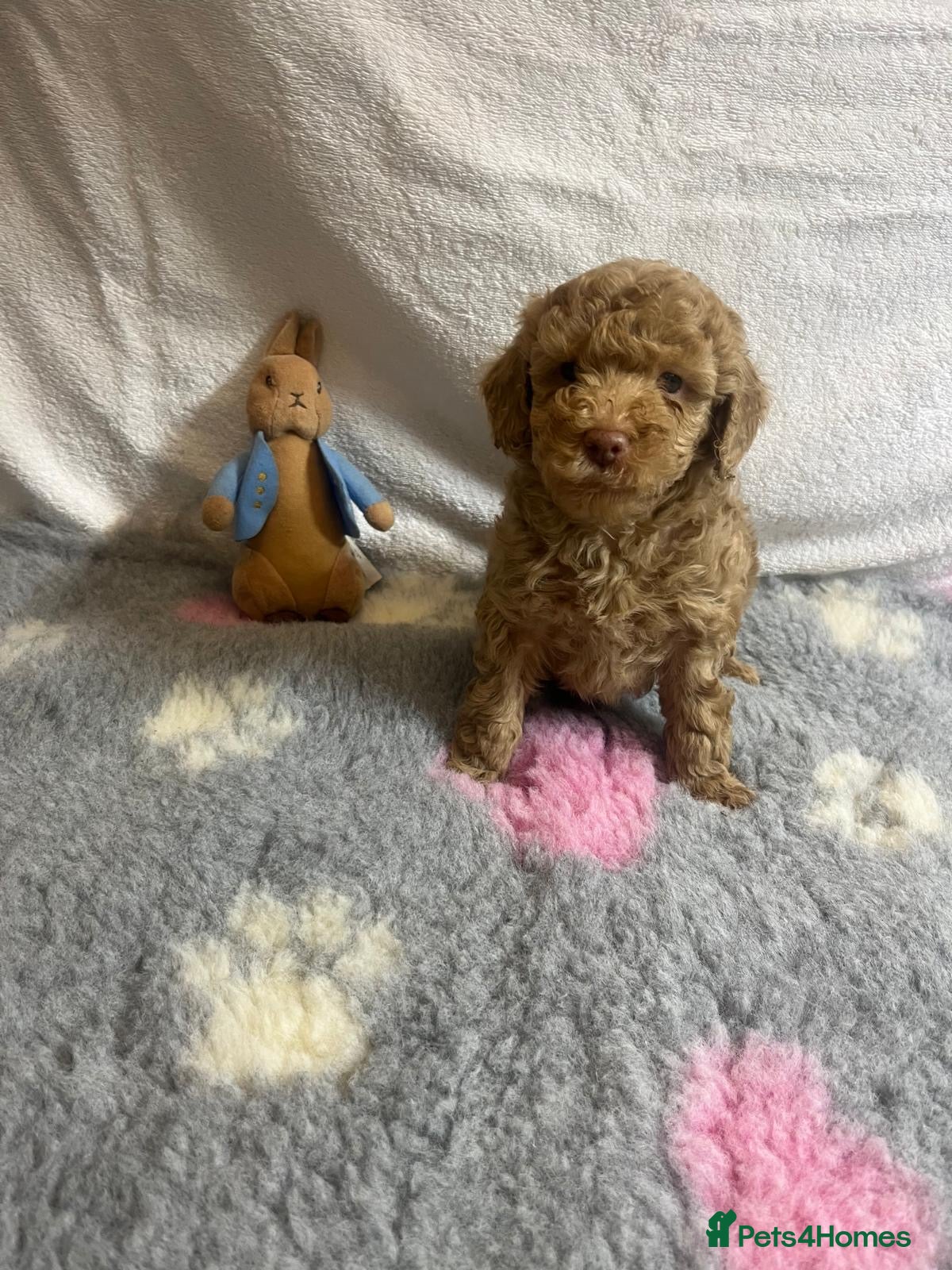 Maltipoo dogs for sale: 🤩 4 f1 stunning male Maltipoo 🤩 - Advert 2