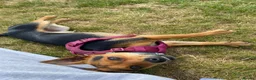 Mixed Breed dogs for stud: Sweet Jorkie boy for Stud  in London - Advert 2