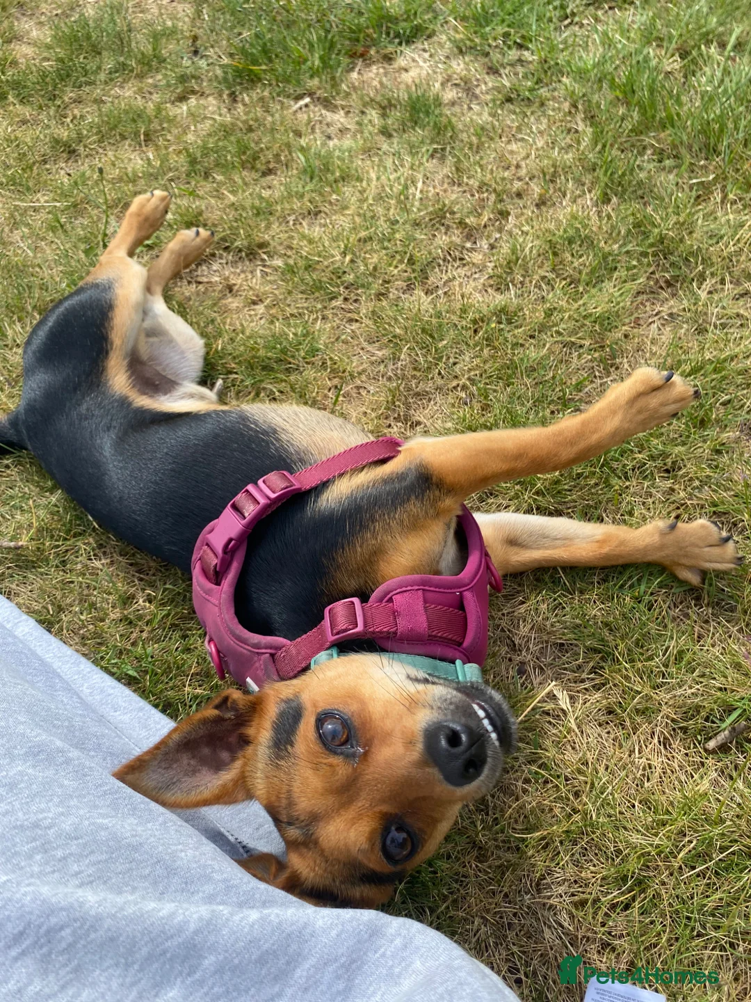 Mixed Breed dogs for stud: Sweet Jorkie boy for Stud  in London - Advert 2