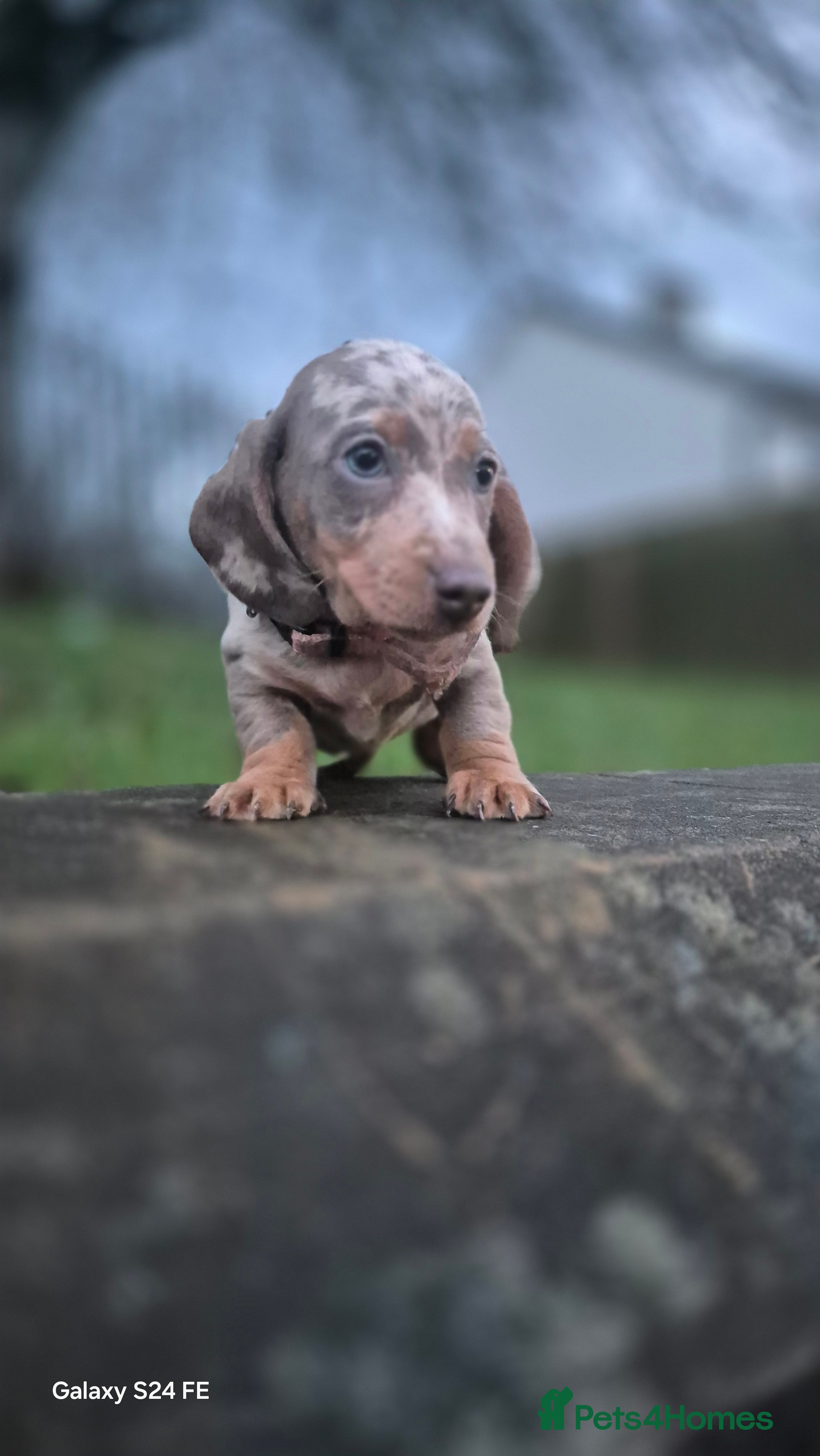 Dachshund dogs miniature dachshund READY  - Advert 1