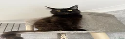 Maine Coon cats for sale: 1 year old female Maine coon - Advert 1