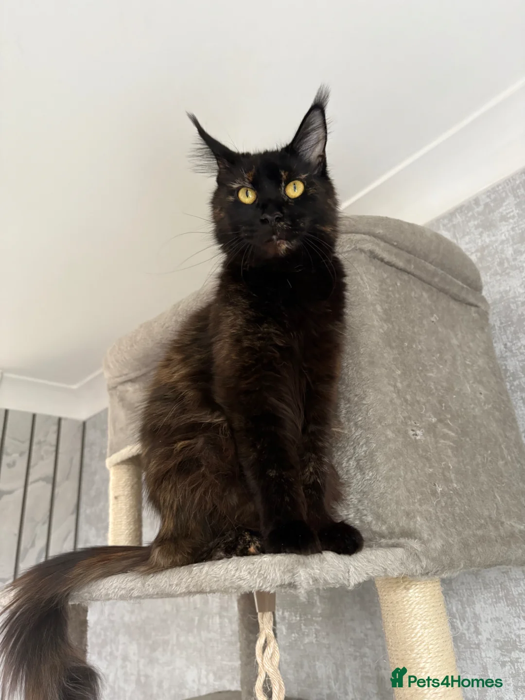 Maine Coon cats for sale: 1 year old female Maine coon - Advert 1