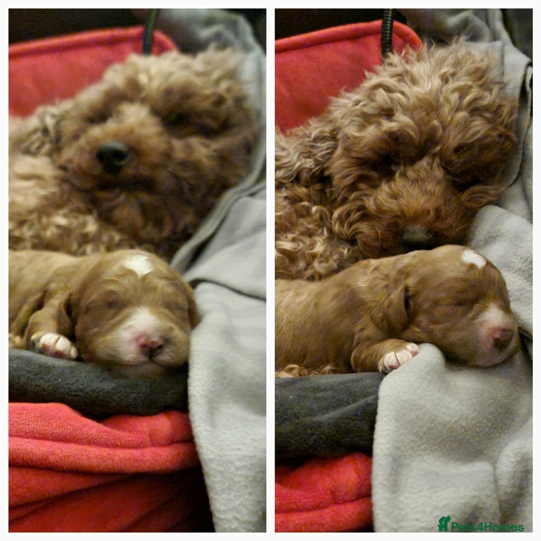 Cavapoo dogs for sale: Beautiful red Cavapoo  - Advert 2