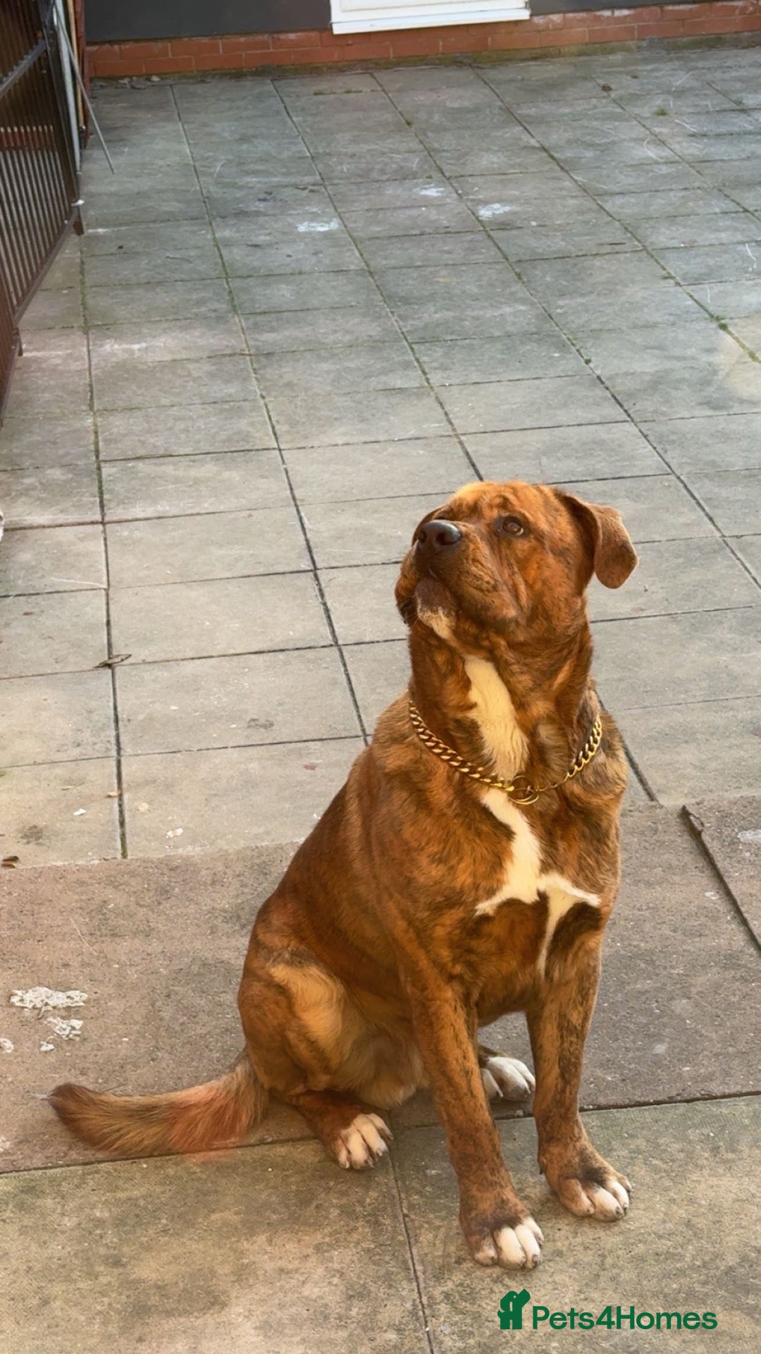 Mixed Breed dogs Presa canario x nepolyen mastiff  - Advert 5