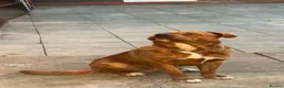 Mixed Breed dogs for sale: Presa canario x nepolyen mastiff  - Advert 1