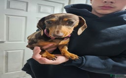Miniature Dachshund dogs for sale: Chocolate dapple girl  - Image 1