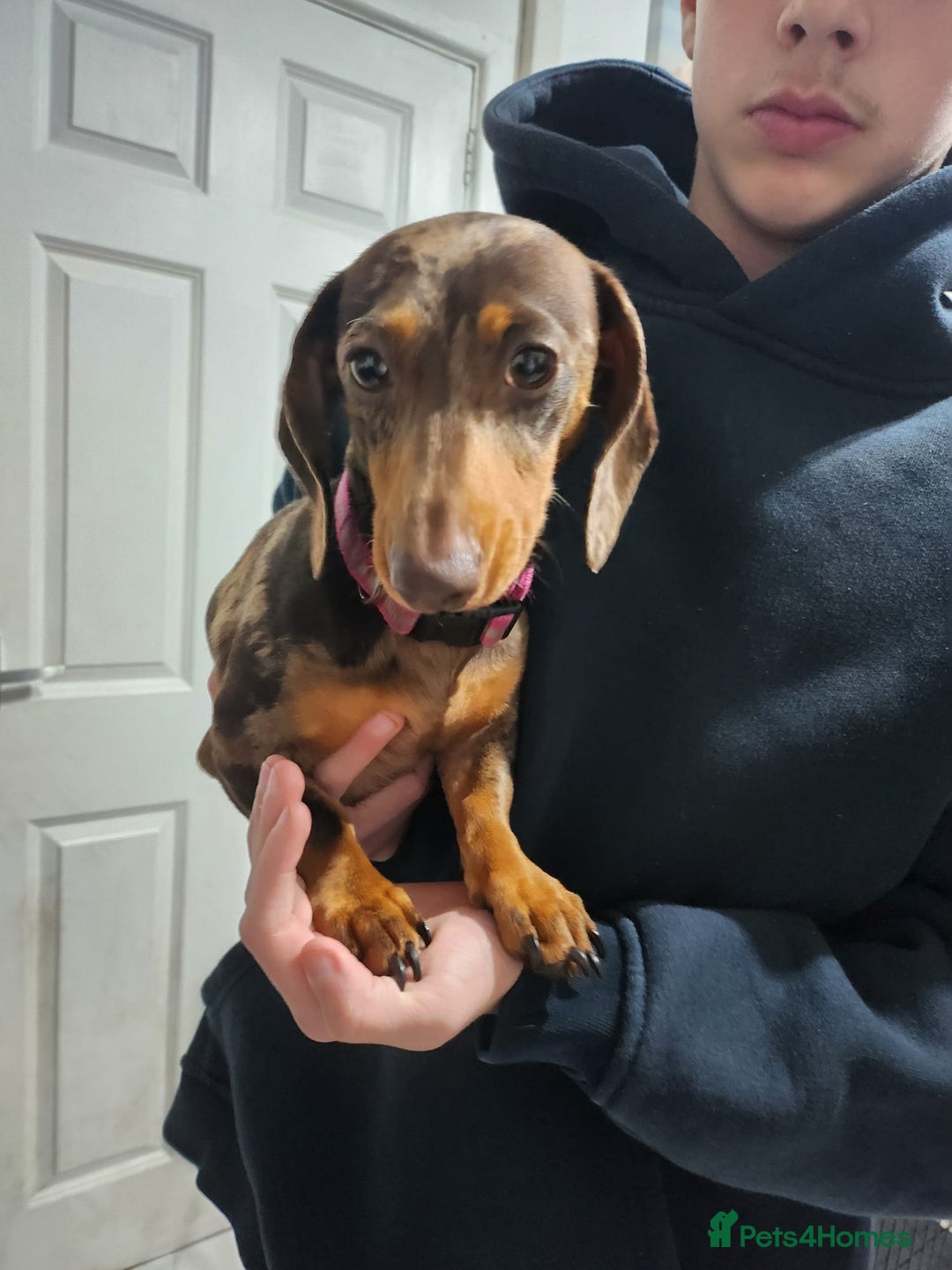 Miniature Dachshund dogs for sale: Chocolate dapple girl  - Image 1