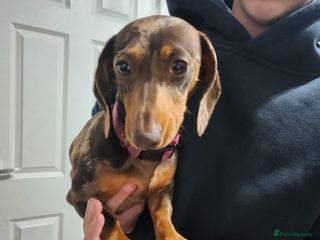 Miniature Dachshund dogs - Advert 8