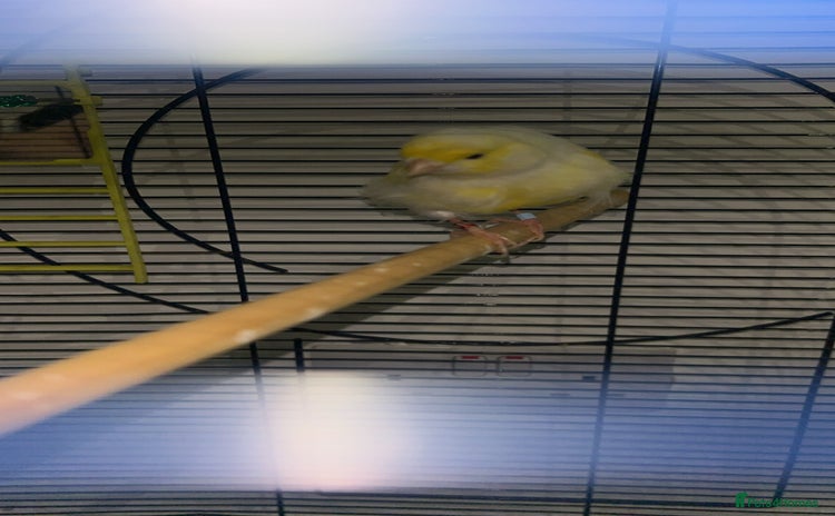 Canaries birds - Advert 3