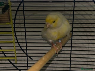 Canaries birds - Advert 4