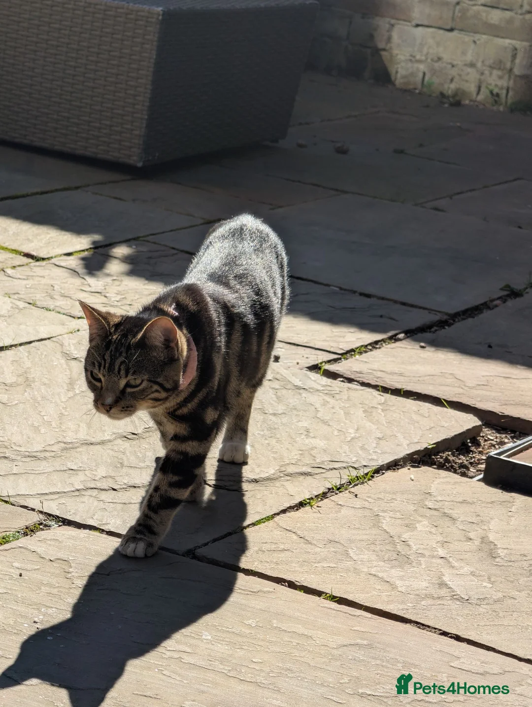Bengal cats for sale: Mixed breed Bengal kittens  in Edenbridge - Advert 14