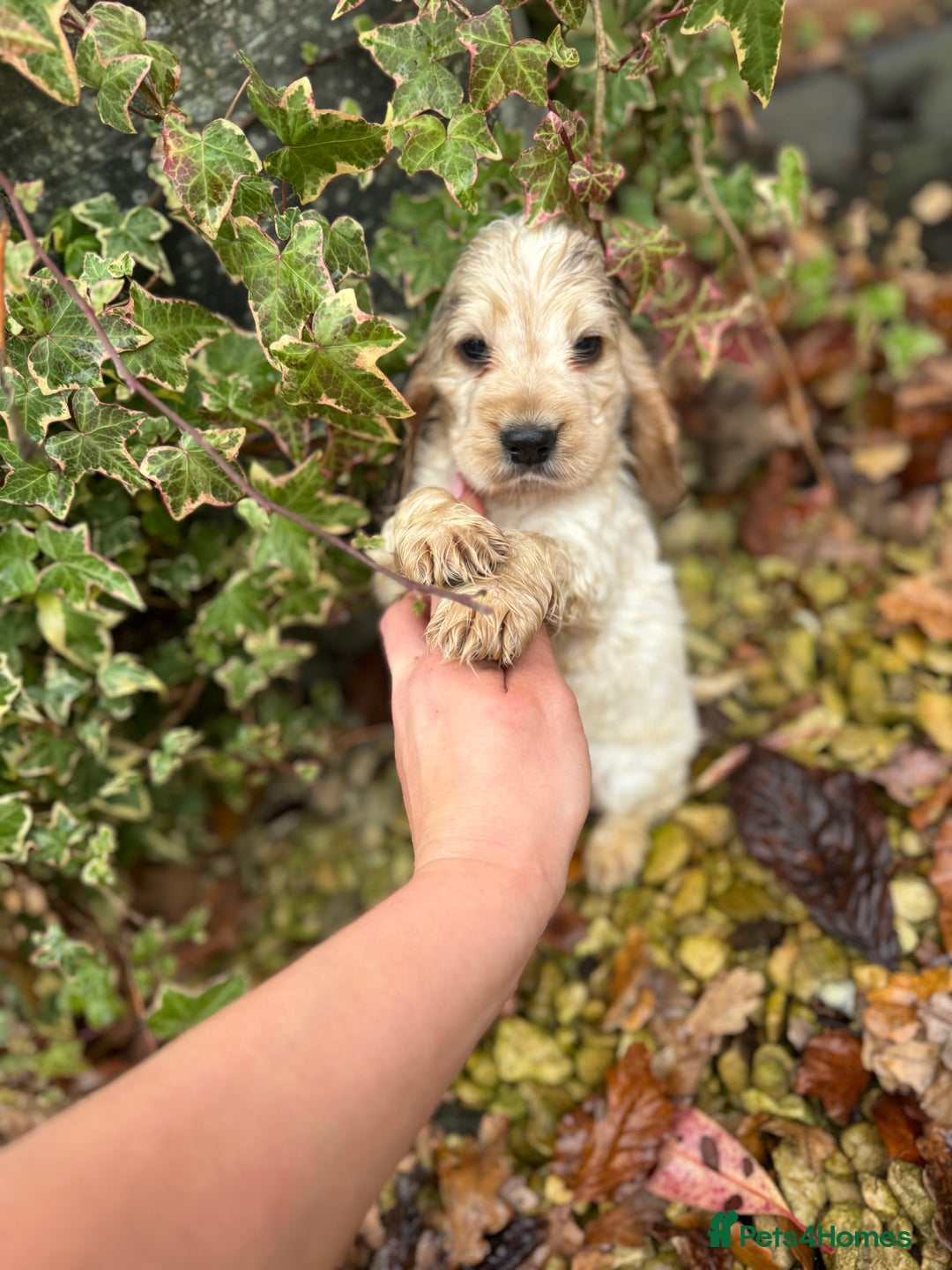 Cocker Spaniel dogs for sale: Exceptional litter of Show Type Cocker Spaniels - Advert 3