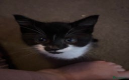 Mixed Breed cats for sale: Black & white mixed breed kittens  - Image 5