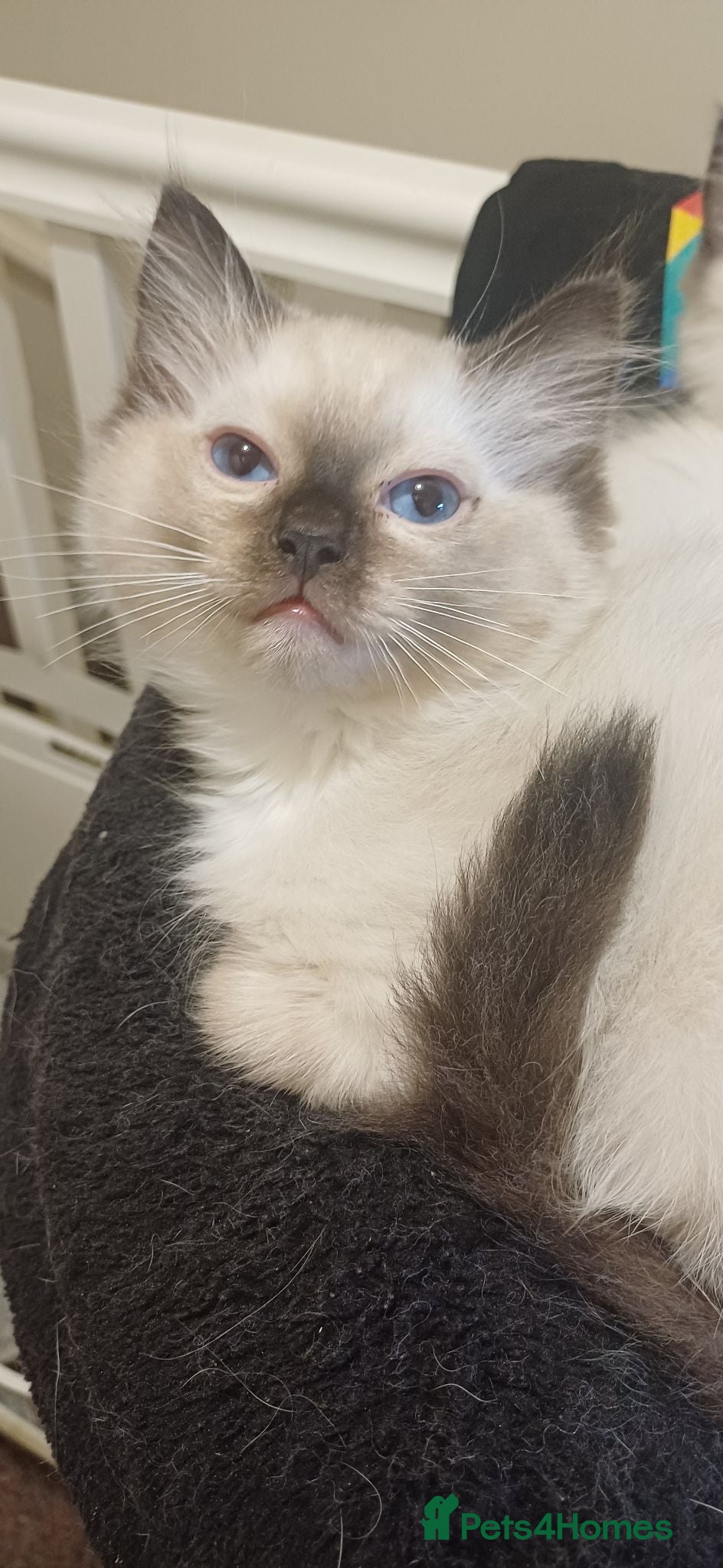 Ragdoll cats Beautiful Ragdoll kittens Ready for new homes. - Advert 5