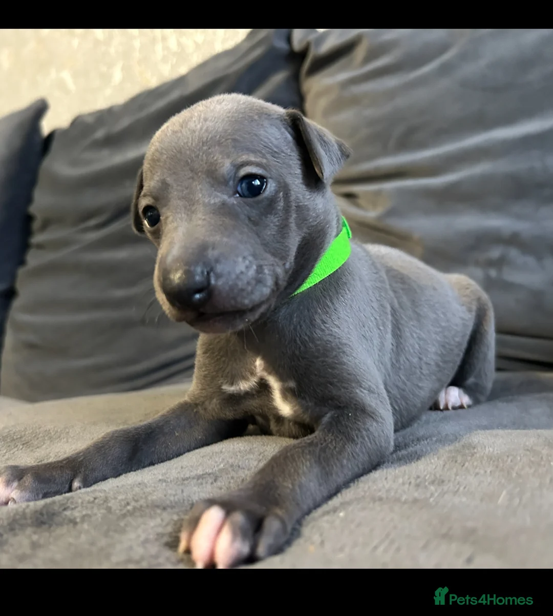 Whippet dogs for sale: Kennel club blue whippet puppies  - Advert 1