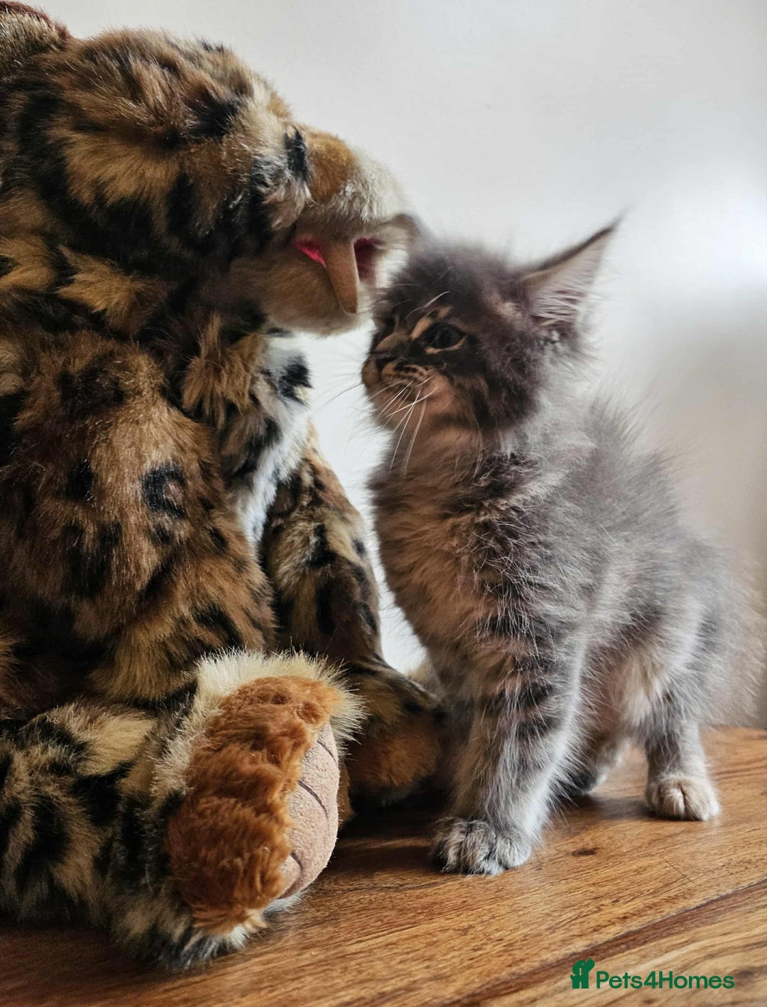 Maine Coon cats for sale: XXL Champion Line Maine Coons – Rare, Very Fluffy! - Advert 3