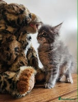 Maine Coon cats - Advert 1