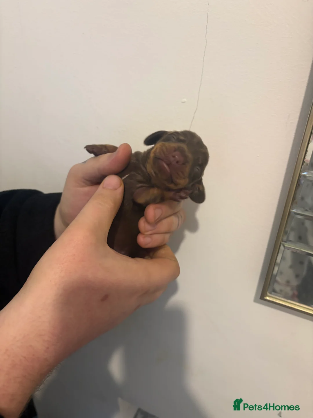 Miniature Dachshund dogs for sale: Miniature Dachshund Pups looking for Loving Homes - Advert 20