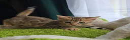 Bengal cats for sale: Outstanding rosetted brown bengal girls and boys🔥 - Advert 25