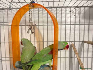 Parrots birds Alexandrian parrots (pair) for sale - Advert 3