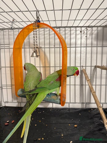 Parrots birds Alexandrian parrots (pair) for sale - Advert 1