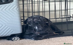 Mixed Breed dogs for sale: 9 week old cane corso cross - Image 2