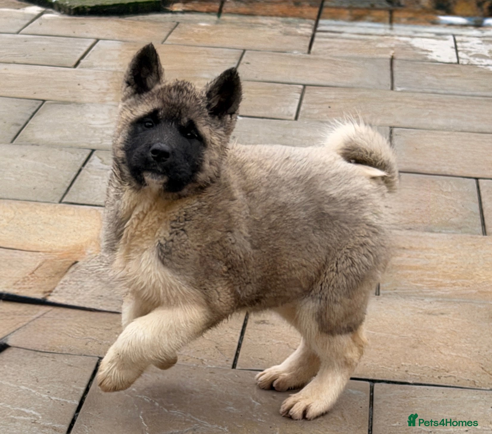 Akita dogs Akita Pups.  - Advert 15