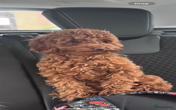 Cavapoo dogs for sale: Fox red toy F1B cavapoos  - Image 9