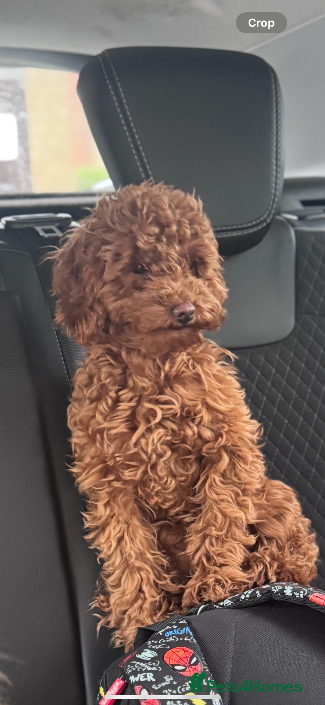 Cavapoo dogs for sale: Fox red toy F1B cavapoos  - Image 9