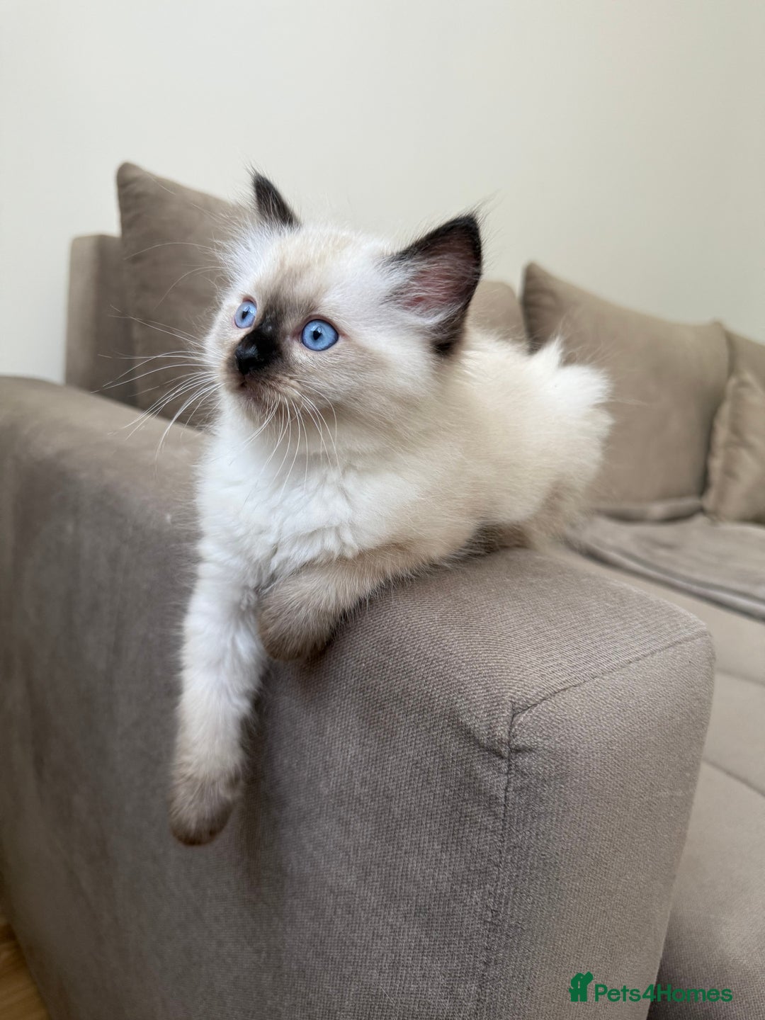 Ragdoll cats for sale: Beautiful Ragdolls READY NOW 💙 - Image 4