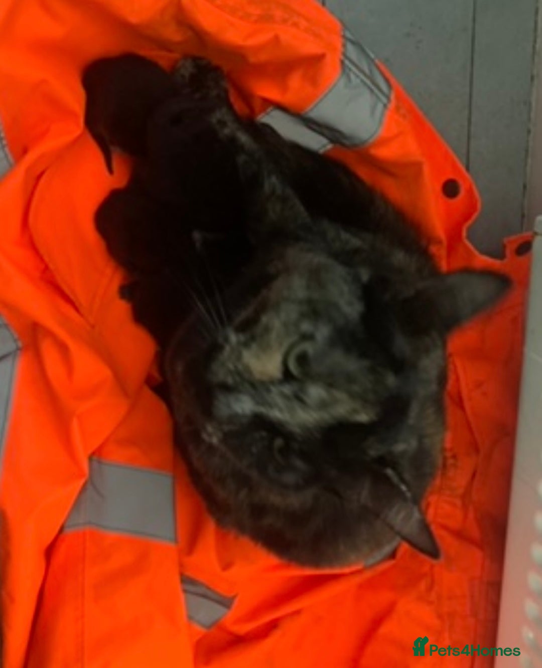 British Longhair cats for sale: 4 beautiful kittens 11 weeks old!  - Advert 4