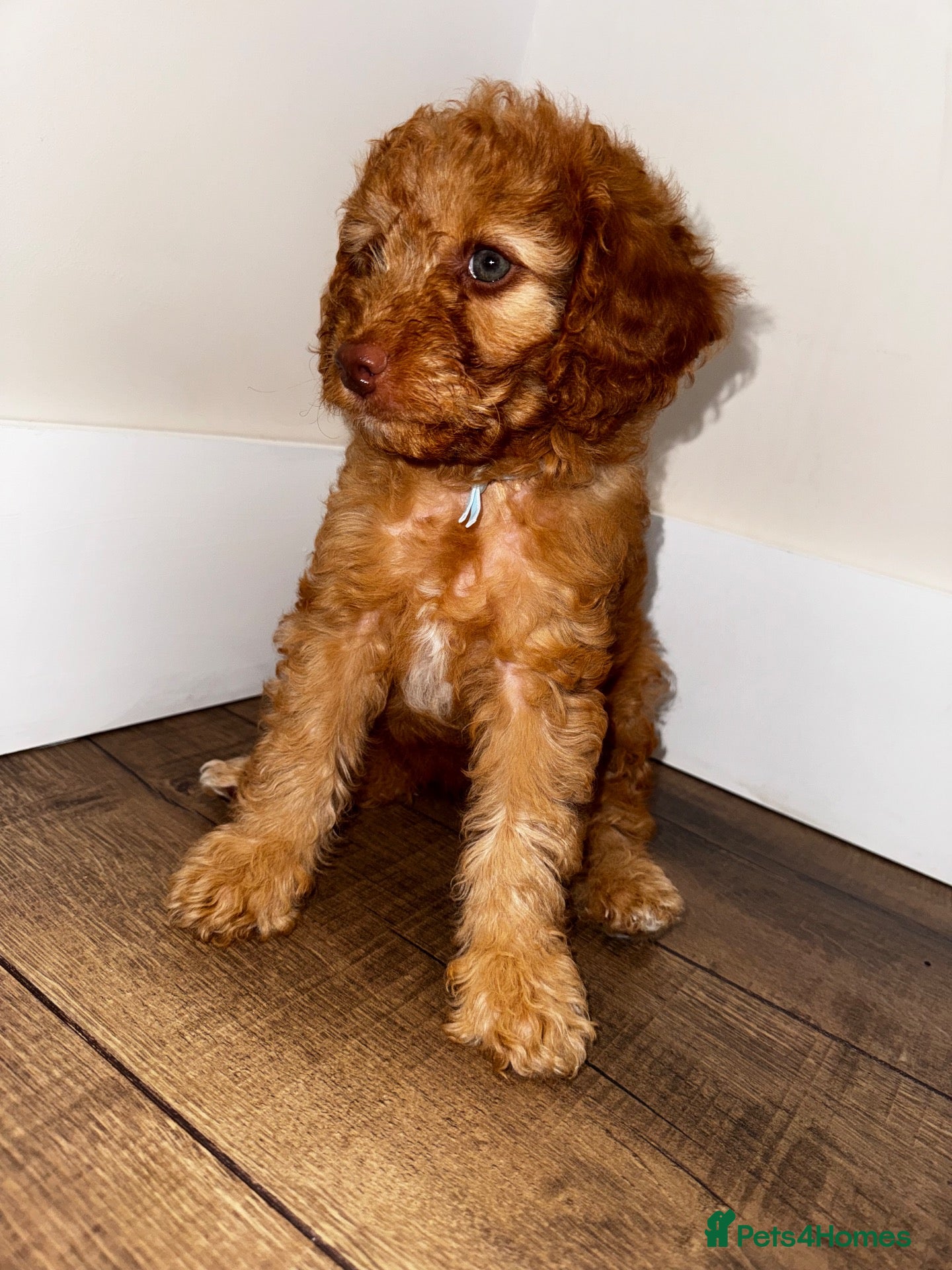Cavapoo dogs Red cavapoo puppies ready 11th Sep - Advert 7