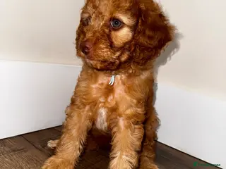 Cavapoo dogs Red cavapoo puppies ready 11th Sep - Advert 7