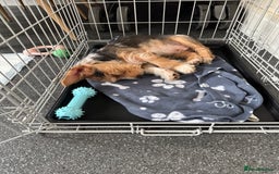 Mixed Breed dogs for sale: Bruno  - Image 5