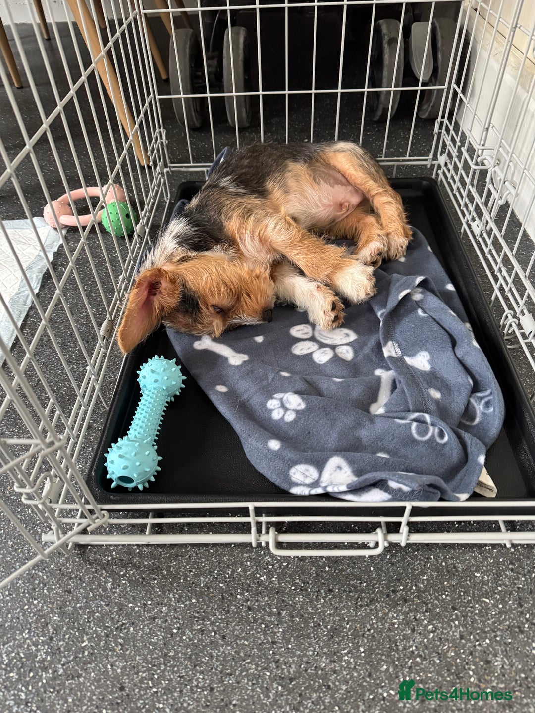 Mixed Breed dogs for sale: Bruno  - Image 5